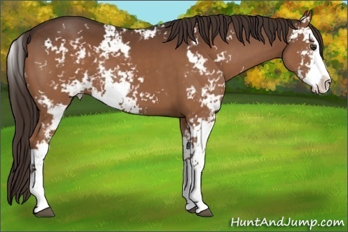 Horse Color:Liver Chestnut Sabino 