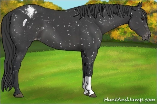 Horse Color:Black Appaloosa 