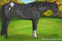 Horse Color:Black Appaloosa 