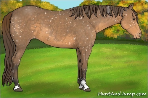 Horse Color:Buckskin Sabino Appaloosa 