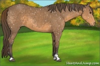 Horse Color:Buckskin Sabino Appaloosa 