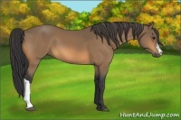 Horse Color:Buckskin 