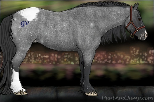 Horse Color:Blue Roan Appaloosa 