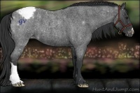 Horse Color:Blue Roan Appaloosa 