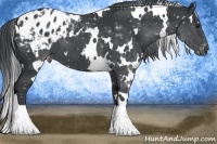 Horse Color:White Spotted Black Chinchilla Appaloosa 