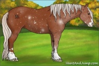 Horse Color:Silver Bay Sabino