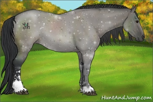 Horse Color:Grullo Sabino 