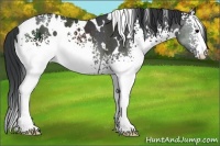 Horse Color:White Spotted Black Rabicano 