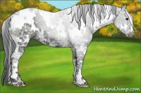 Horse Color:White Spotted Black Ice 