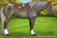 Horse Color:White Spotted Silver Black 