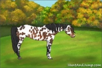 Horse Color:Brown Sabino Appaloosa 