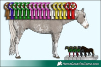 Horse Color:Silver Grullo Ice Sabino Splash 