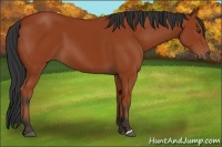 Horse Color:Brown 