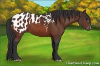 Horse Color:Bay Appaloosa