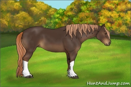Horse Color:Liver Chestnut 