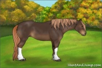 Horse Color:Liver Chestnut 