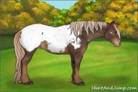 Horse Color:Liver Chestnut Appaloosa
