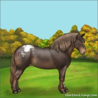 Horse Color:Liver Chestnut Appaloosa 