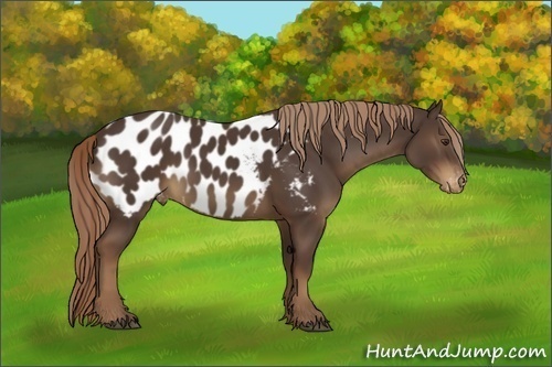 Horse Color:Liver Chestnut Appaloosa