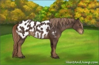Horse Color:Liver Chestnut Near Leopard 
