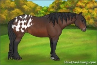 Horse Color:Brown Appaloosa 
