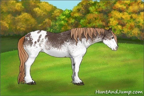 Horse Color:White Spotted Liver Chestnut Blanket