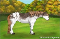 Horse Color:White Spotted Liver Chestnut Blanket 