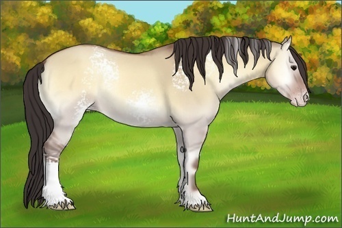Horse Color:White Spotted Sable Champagne Onyx Rabicano