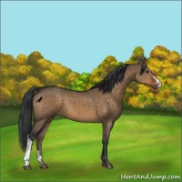 Horse Color:Brown Dun