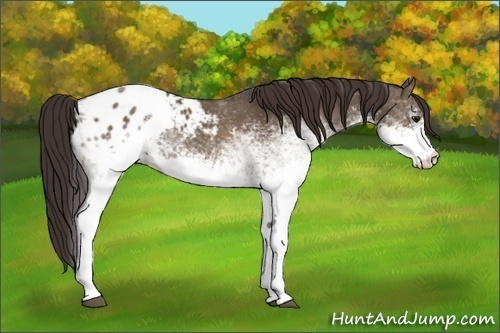 Horse Color:White Spotted Brown Dun Blanket Rabicano