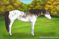Horse Color:White Spotted Brown Dun Appaloosa Rabicano