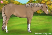 Horse Color:Palomino