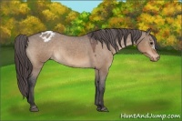 Horse Color:Bay Dun Appaloosa 