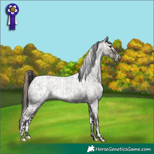 Horse Color:Smoky Black Appaloosa  and Smoky Grullo Roan 