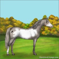 Horse Color:Silver Grullo Roan Frame 