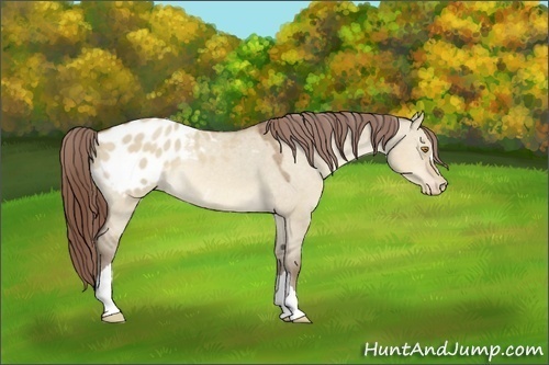 Horse Color:Sable Champagne Dun Appaloosa 