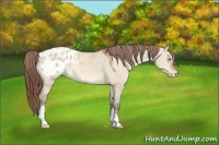 Horse Color:Sable Champagne Dun Appaloosa 