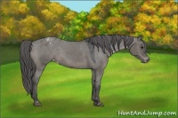 Horse Color:Grullo Varnish 