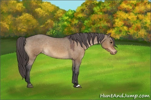 Horse Color:Bay Dun Appaloosa 