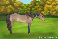 Horse Color:Bay Dun Varnish 
