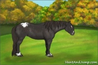Horse Color:Liver Chestnut Sabino Blanket Rabicano 