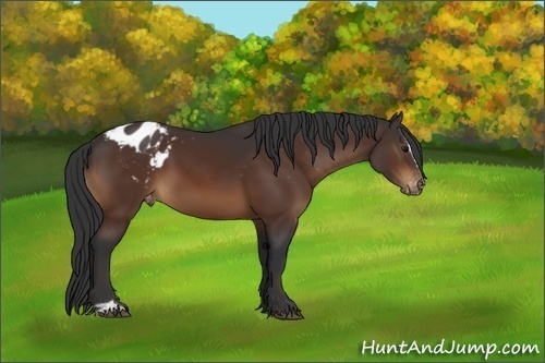Horse Color:Brown Sabino Blanket 
