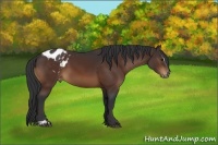 Horse Color:Brown Sabino Blanket