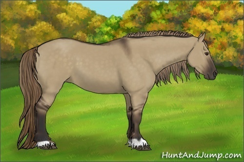 Horse Color:Liver Red Dun 