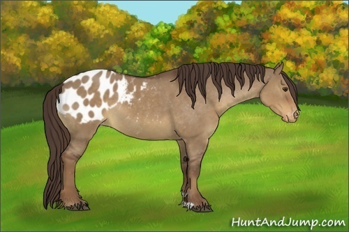 Horse Color:Liver Red Dun Appaloosa Rabicano 