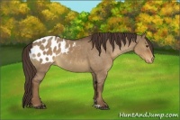 Horse Color:Liver Red Dun Appaloosa Rabicano