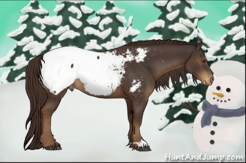 Horse Color:Liver Chestnut Snowcap 