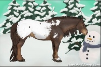 Horse Color:Liver Chestnut Snowcap 