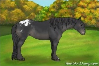 Horse Color:Black Appaloosa Rabicano 