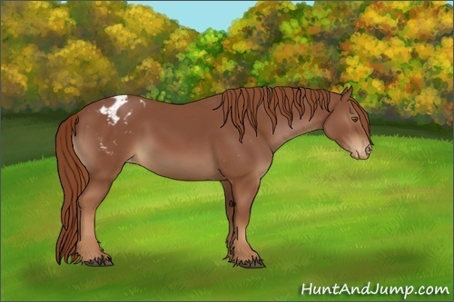 Horse Color:Chestnut Appaloosa